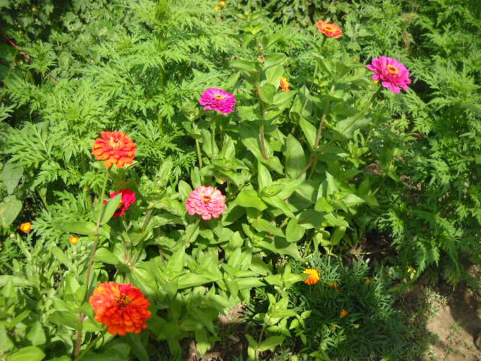 Picture 3172 - Florile mele si obiecte de artizanat