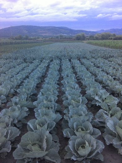 IMG_20140625_210639 - CULTURA DE VARZA SI CONOPIDA  2014