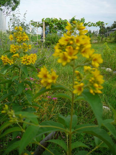 Galbioara; Lysimachia vulgaris
