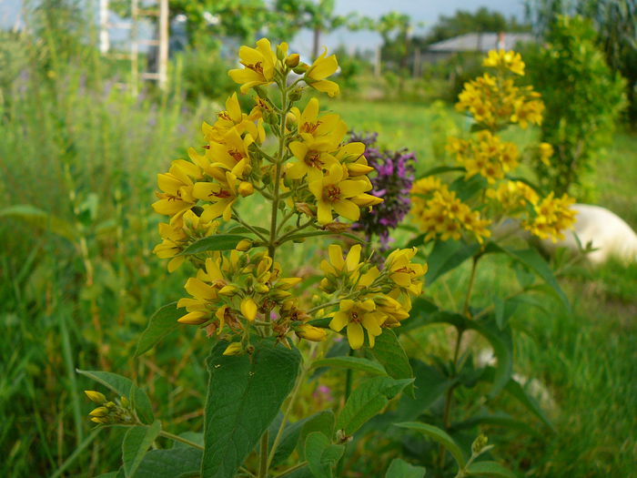 Galbioara; Lysimachia vulgaris
