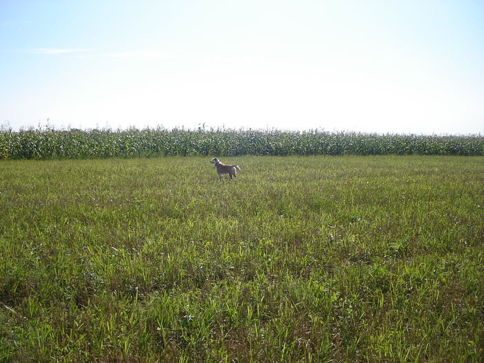 Explorând împrejurimile; aug2011
