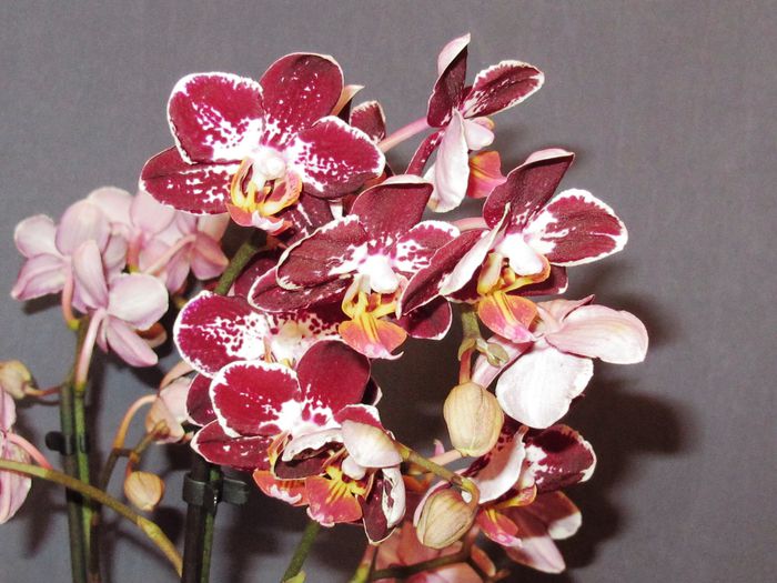 IMG_2502 - Phalaenopsis