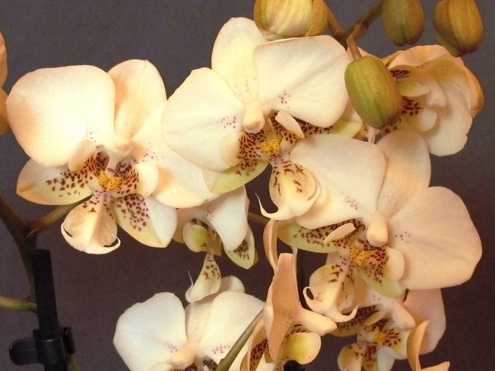 Phalaenopsis Stuartiana - Phalaenopsis