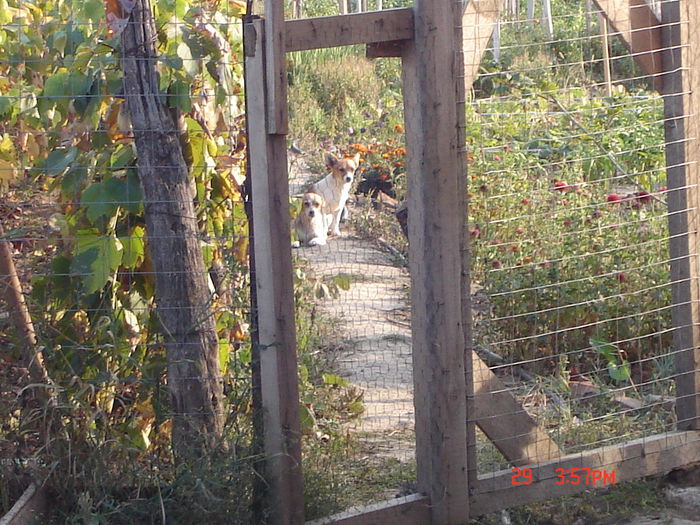 30sept2012; Aşteptând masa de seară
