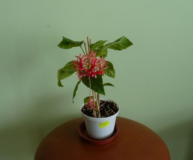 7 apr