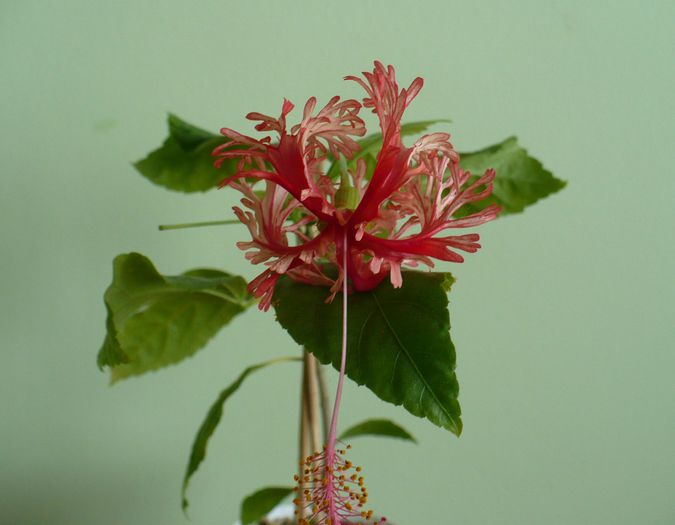 P1500605
