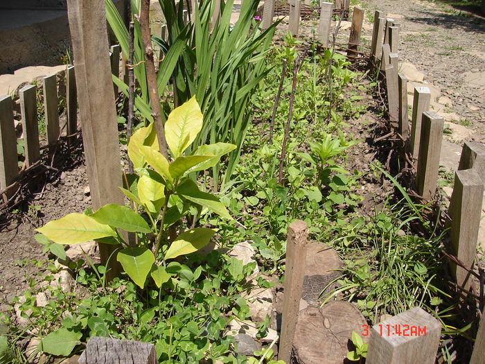 3 iunie 2012 - Magnolia Soulangeana