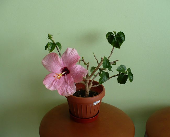 Cairo Pink