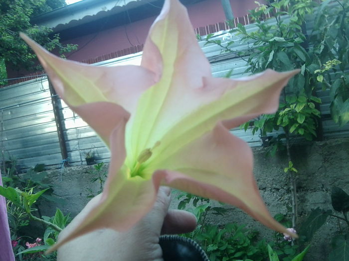 Fotografie1780 - brugmansii-daturi-iochrome 2014