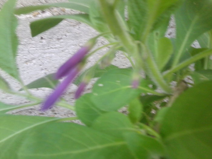 iochroma australis mov - brugmansii-daturi-iochrome 2014