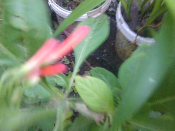 iochroma coccinea - brugmansii-daturi-iochrome 2014