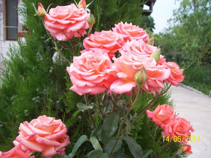 100_4479 - Trandafiri Necunoscuti