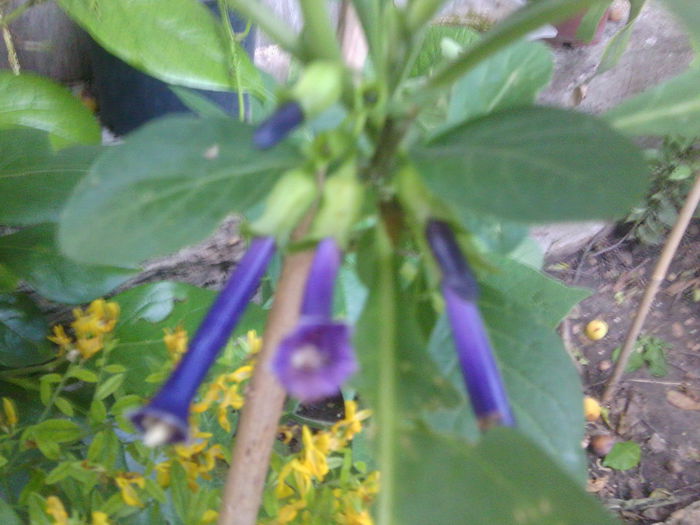 iochroma cyaneum - brugmansii-daturi-iochrome 2014