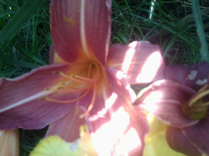 Fotografie1763 - hemerocallisi