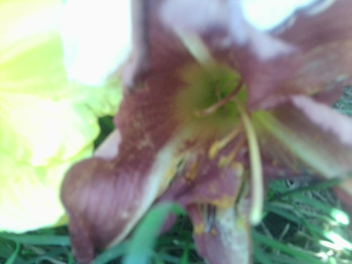 Fotografie1766 - hemerocallisi