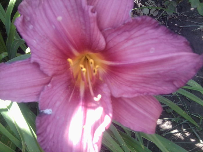 Fotografie1770 - hemerocallisi