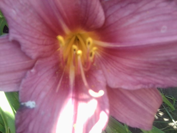 Fotografie1771 - hemerocallisi