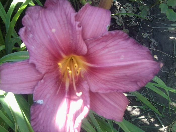 Fotografie1772 - hemerocallisi