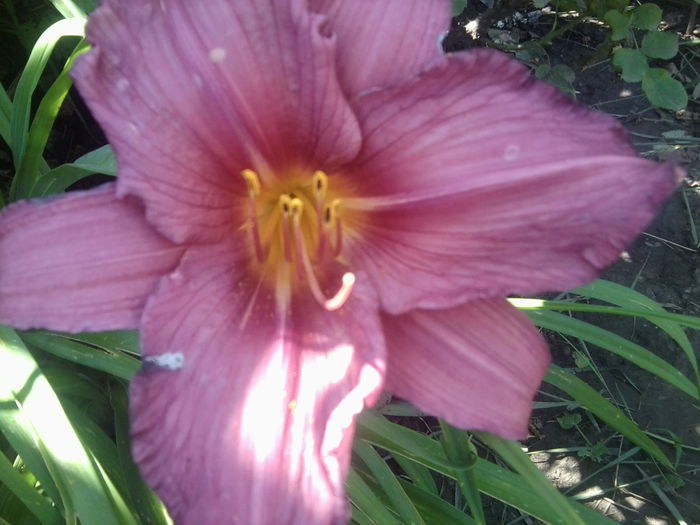 Fotografie1773 - hemerocallisi