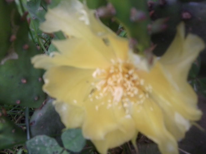 Fotografie1777 - hemerocallisi