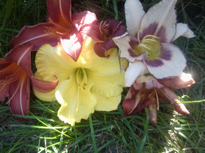 Fotografie1760 - hemerocallisi