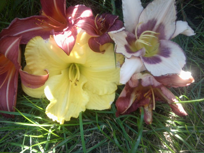 Fotografie1761 - hemerocallisi