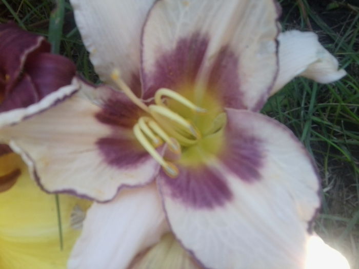 Fotografie1762 - hemerocallisi