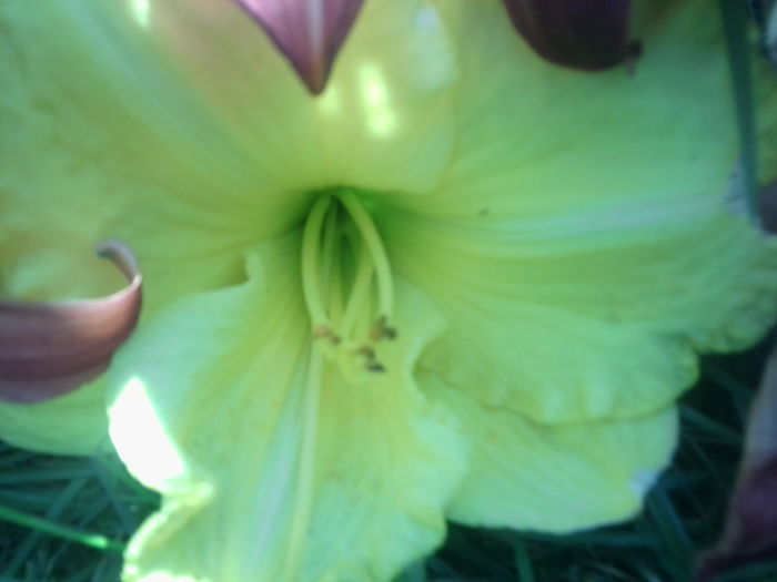 Fotografie1765 - hemerocallisi