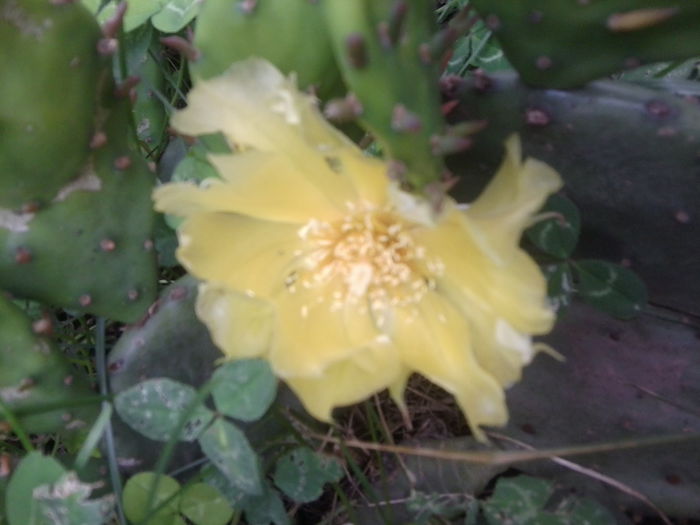 opuntia de gradina - flori de gradina2014