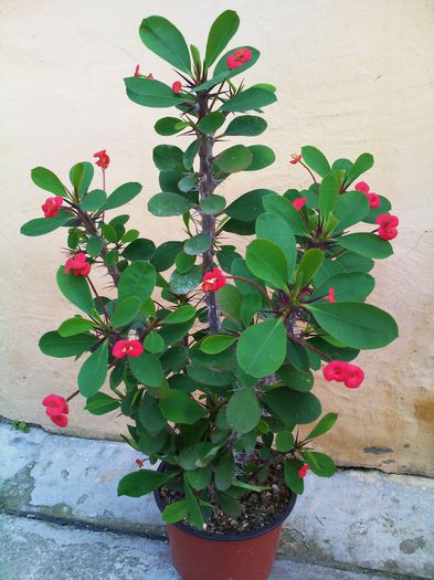 Photo0112 - Euphorbia milli