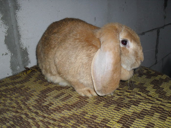 1an si 3 luni ( 2 serii de pui )