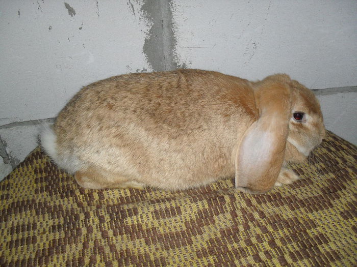 1an si 3 luni ( 2 serii de pui )