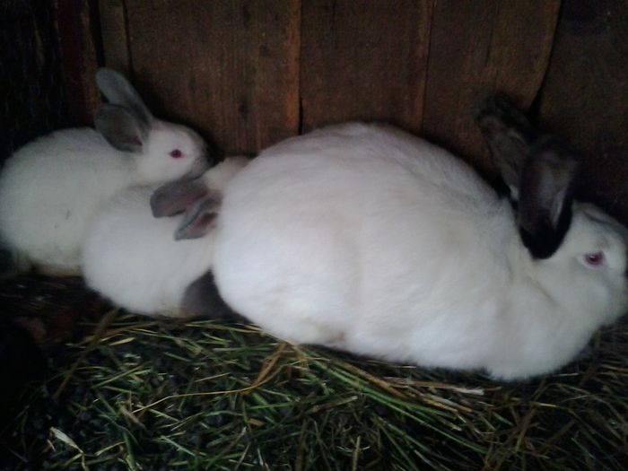 2014-06-17 13.03.13 - I Urias de Transilvania-2014-2015