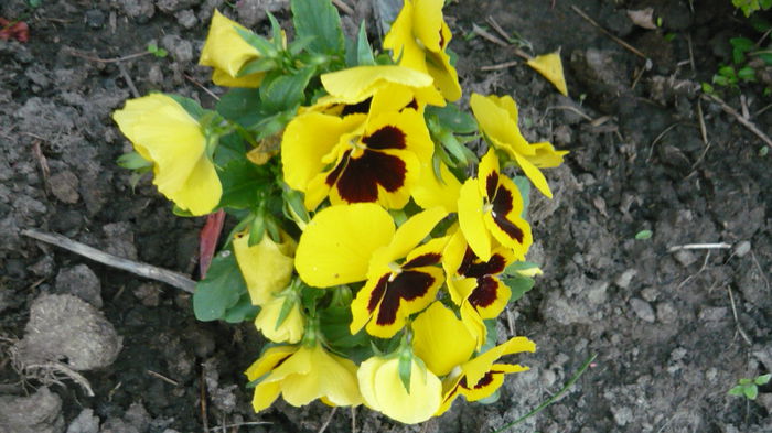 050