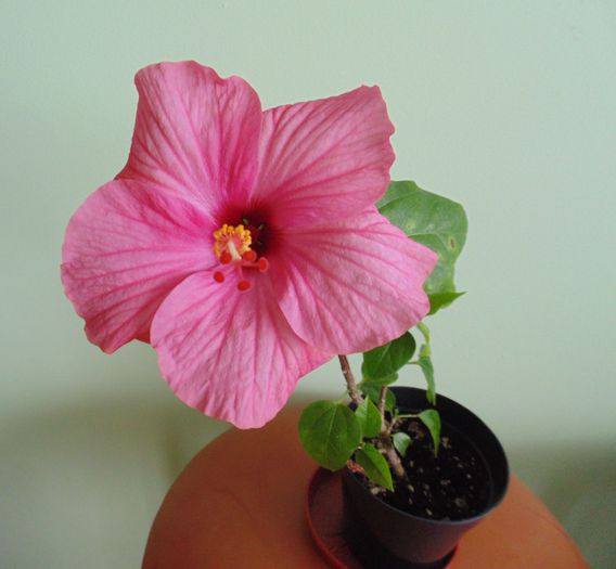Hibiscus Sunny Venetie