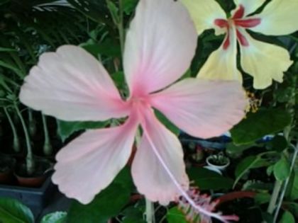 Fotografie1530 - Hibiscusi si Bougainvillea