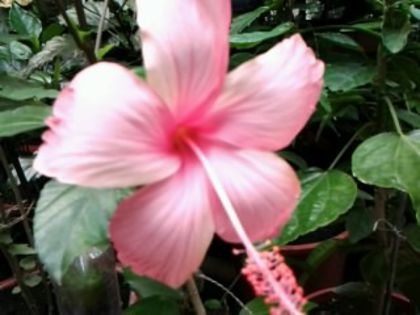 Fotografie1506 dainty pink - Hibiscusi si Bougainvillea