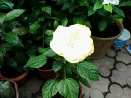Fotografie1505 - Hibiscusi si Bougainvillea