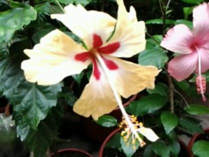 Fotografie1511 - Hibiscusi si Bougainvillea