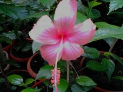 Fotografie1514dainty pynk - Hibiscusi si Bougainvillea