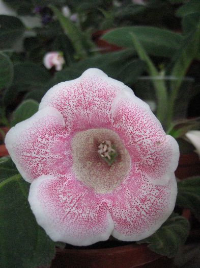 TIGRINA PINK 2