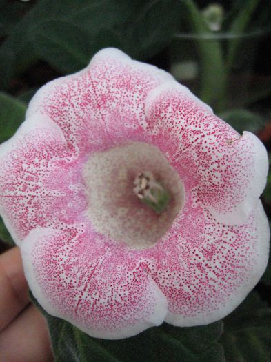 TIGRINA PINK 2; TIGRINA PINK 2
