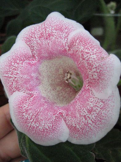 TIGRINA PINK 2