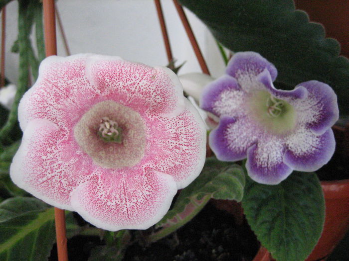 TIGRINA PINK SI GLIMMER 3