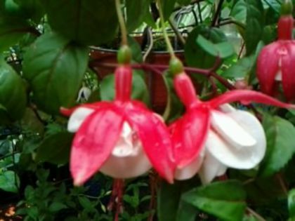 Fotografie1469 southgate