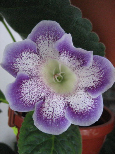 GLIMMER3