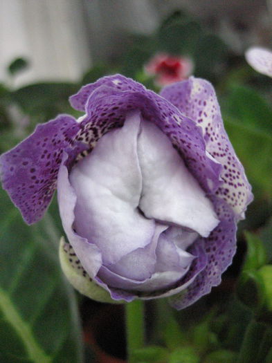 KOKETA BLUE