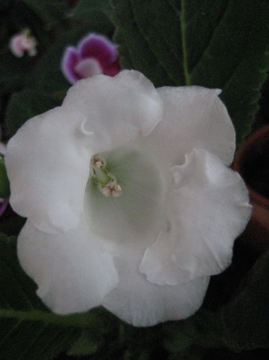 SLIPPER ALB - Gloxinii 2014
