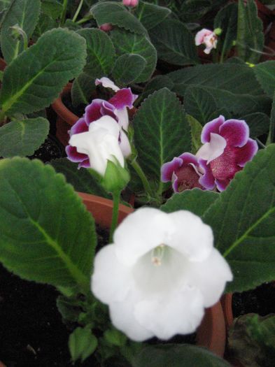 SLIPPER ALB - Gloxinii 2014