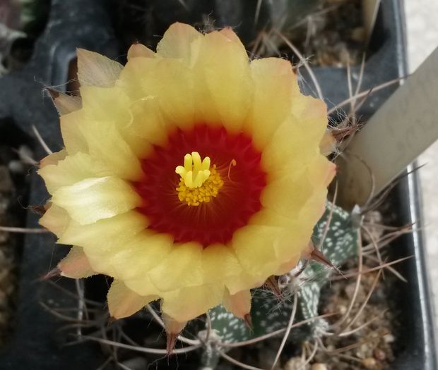Astrophytum capricorne